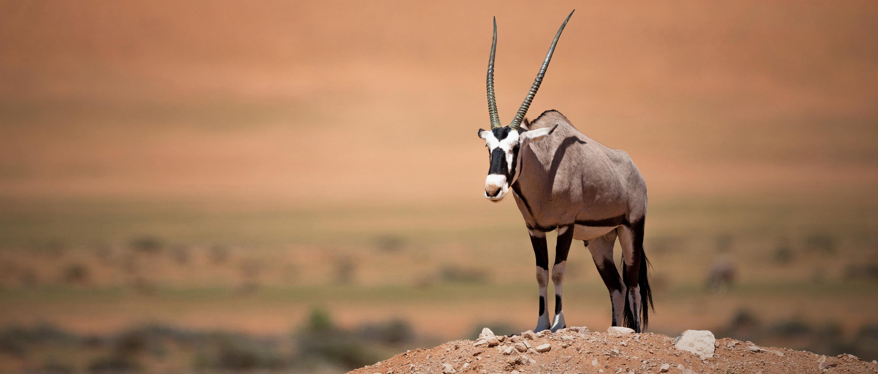 Oryx | African Wildlife Foundation