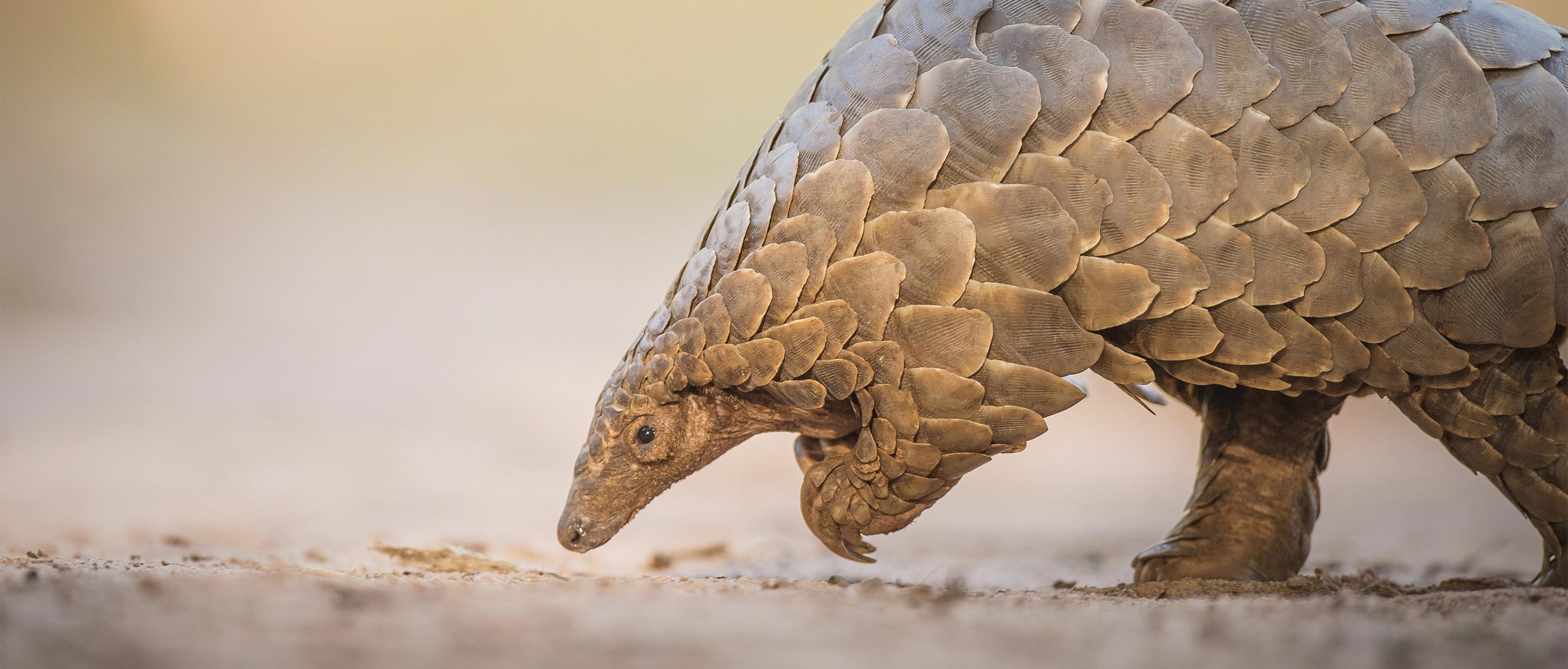 Reptile Scales, Bird Feathers, Mammal Hairs E