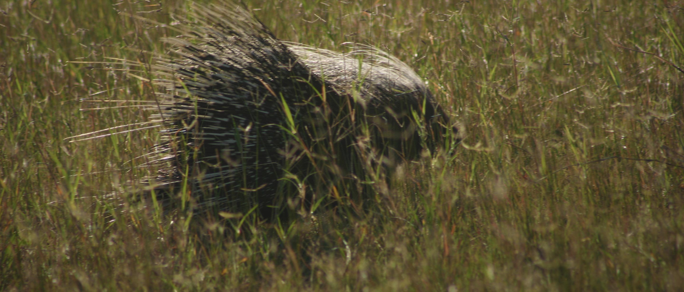 Porcupine