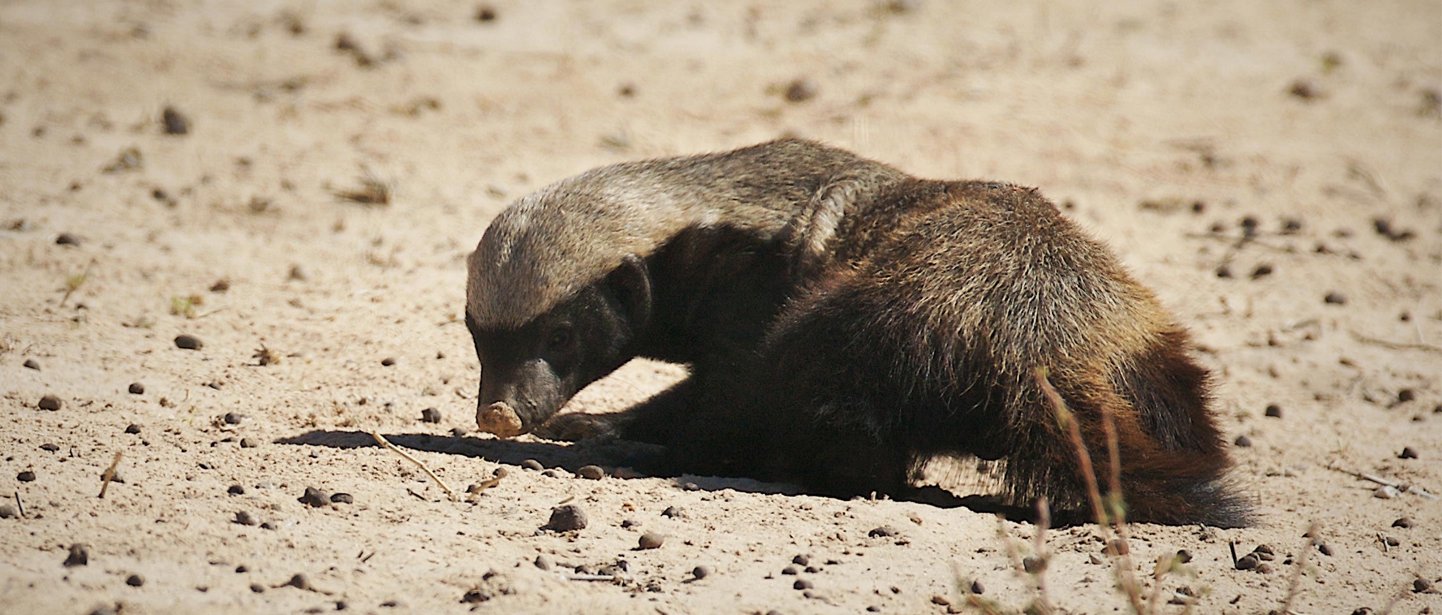 African honey badger.