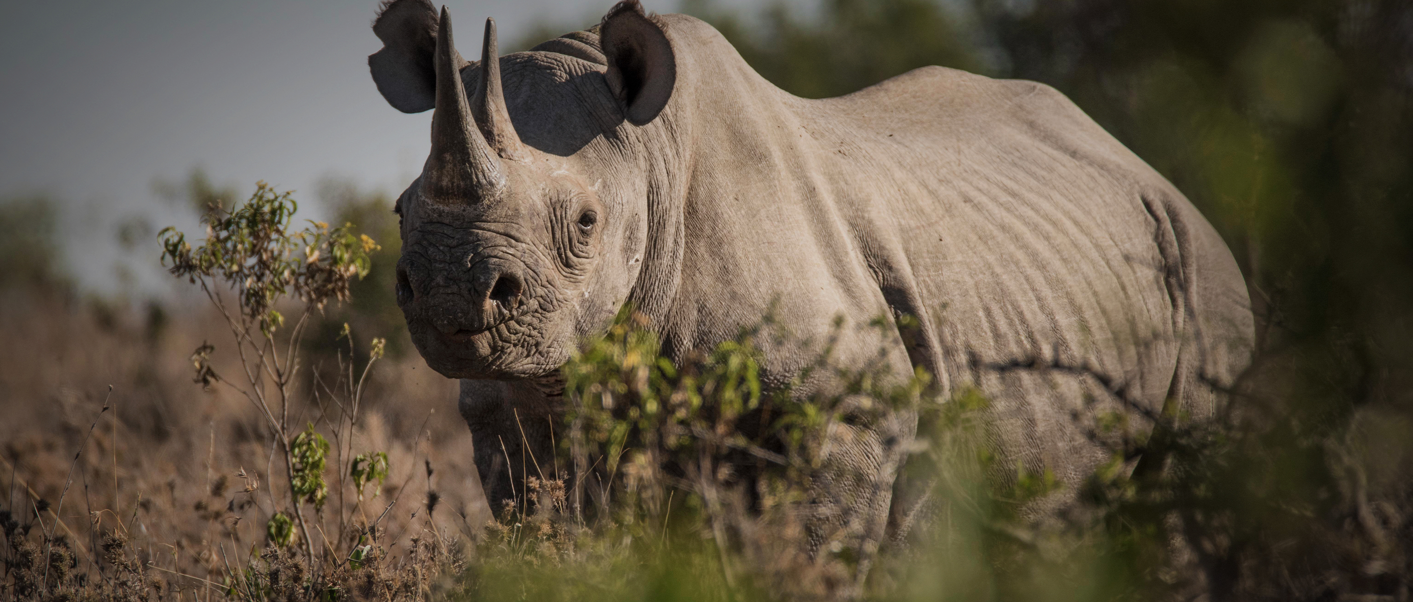 Rhinoceros | African Wildlife Foundation