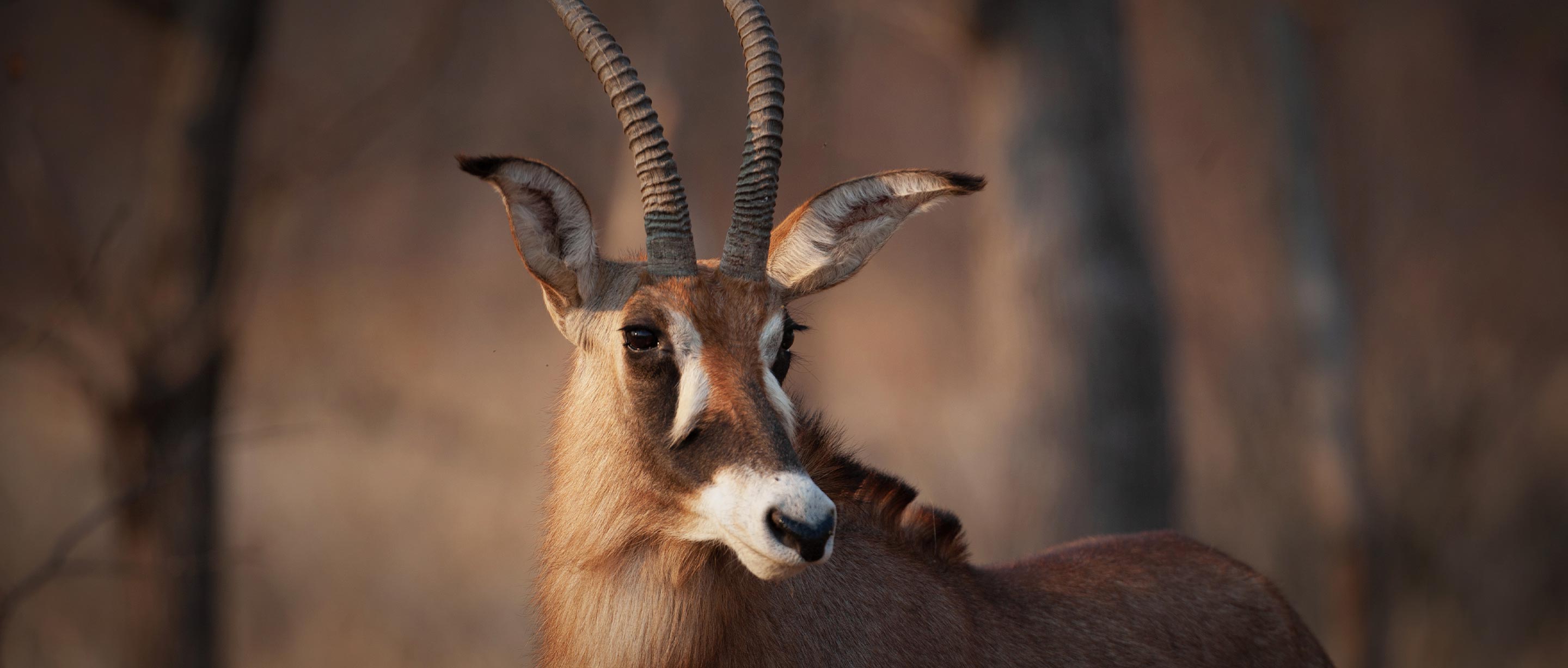 Roan Antelope | African Wildlife Foundation