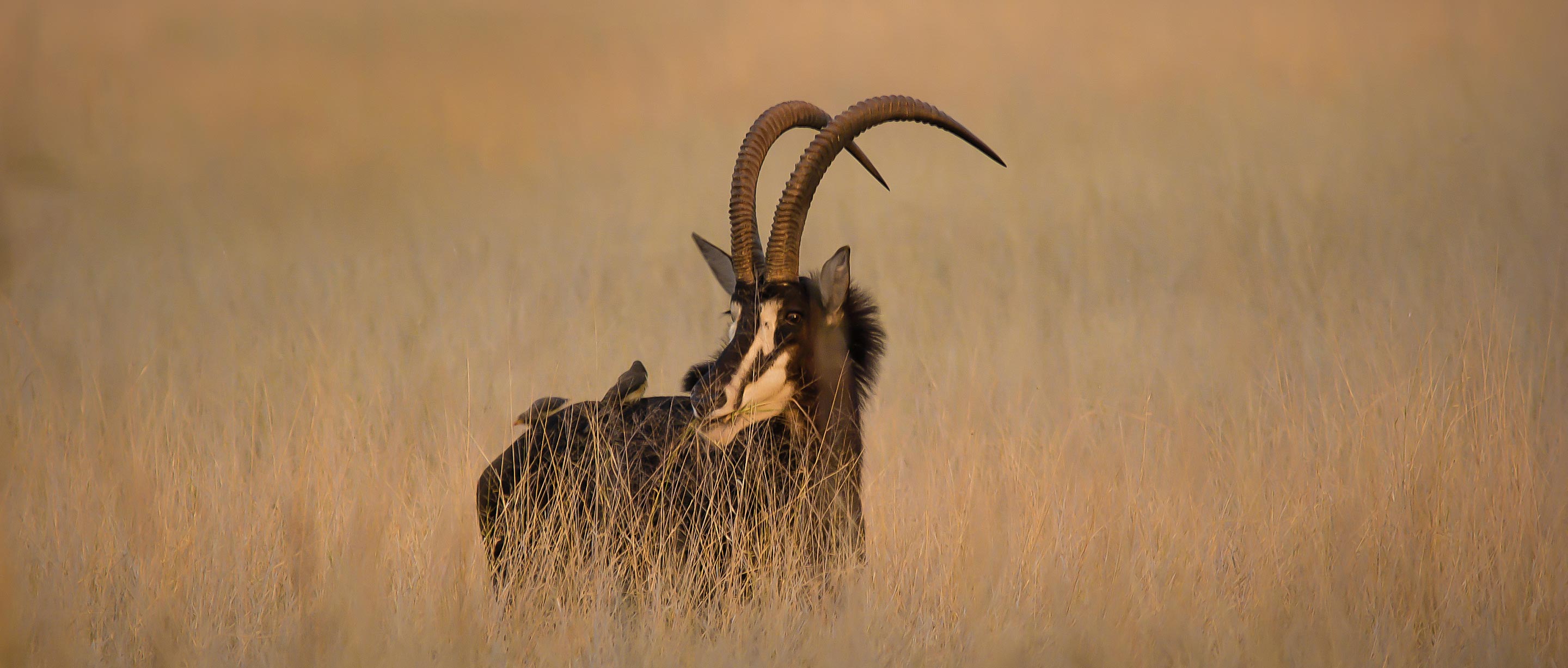 Sable  African Wildlife Foundation