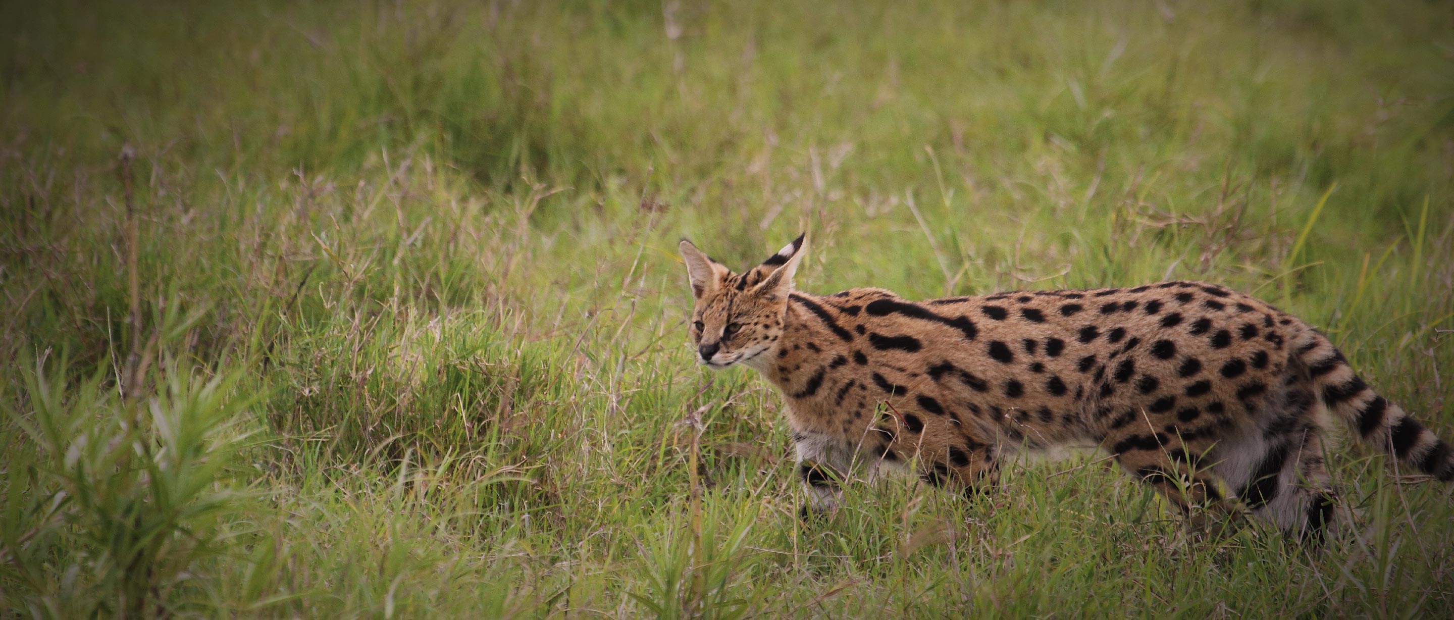 serval cat kitten