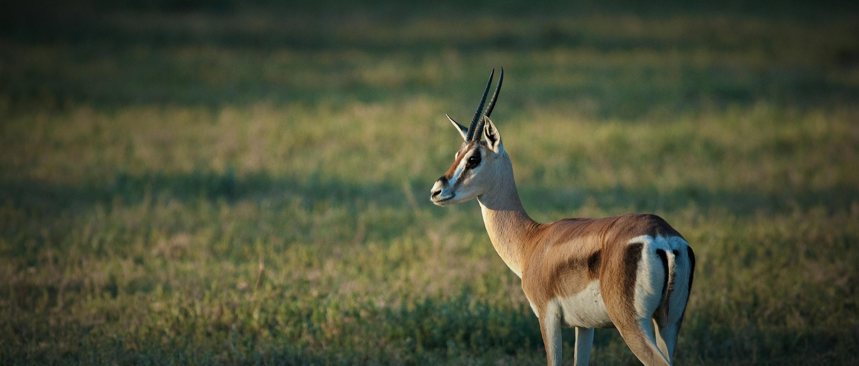 Thomson's Gazelle