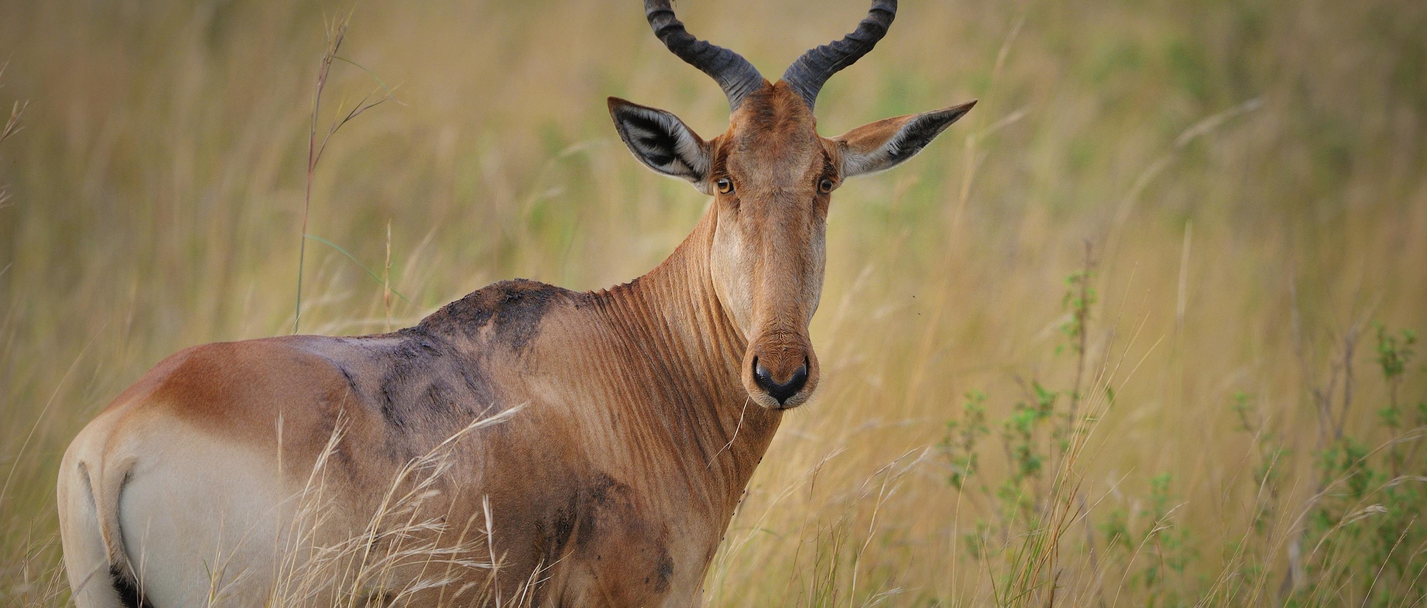 Topi | African Wildlife Foundation