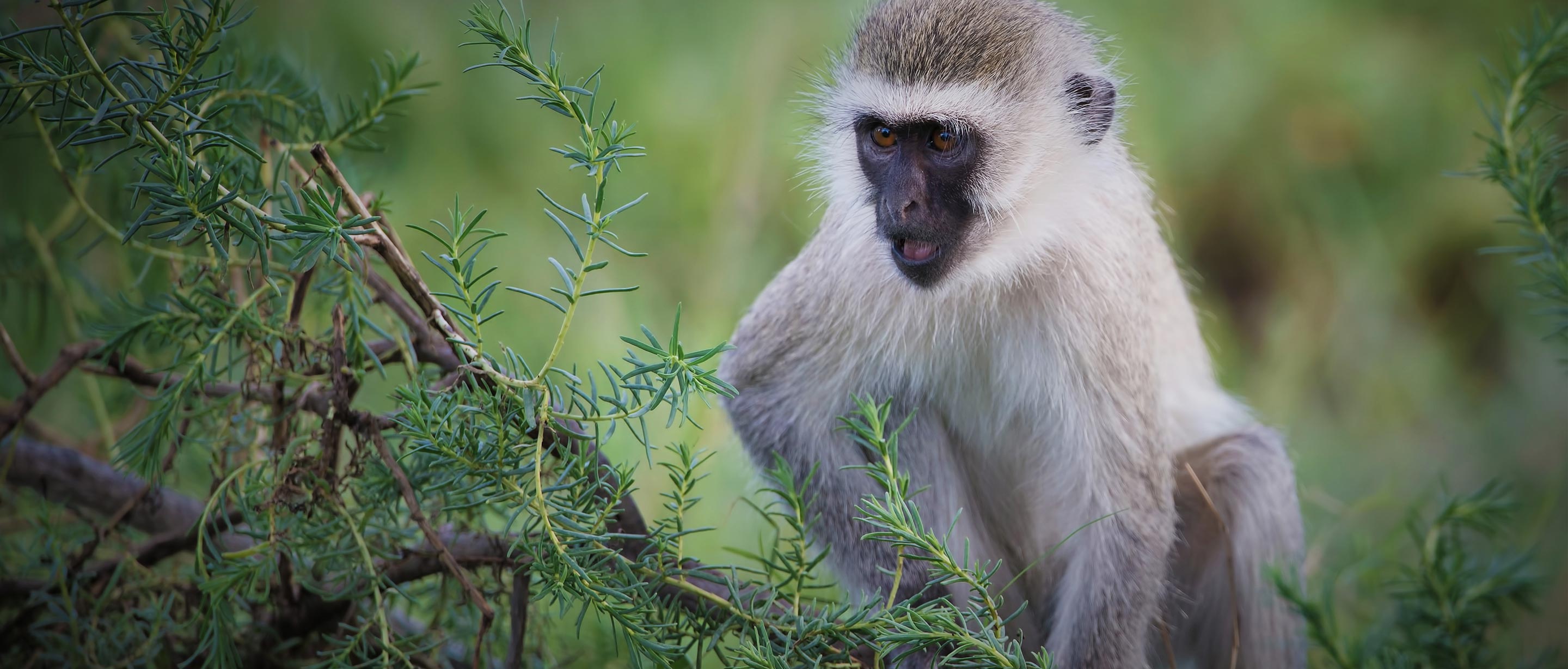 The Vervet Monkey