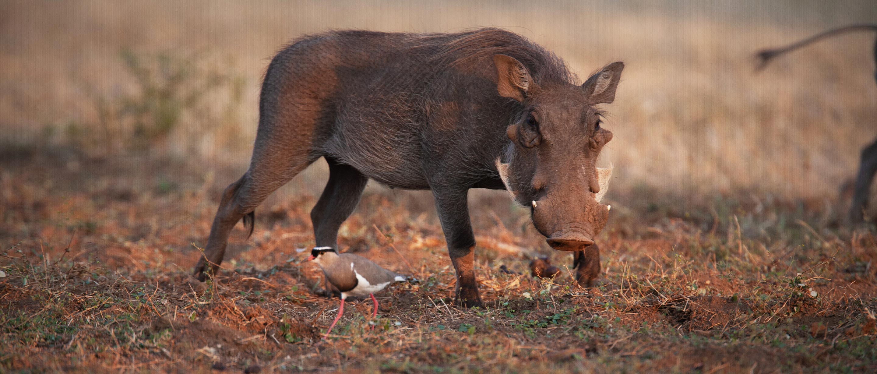 Warthog