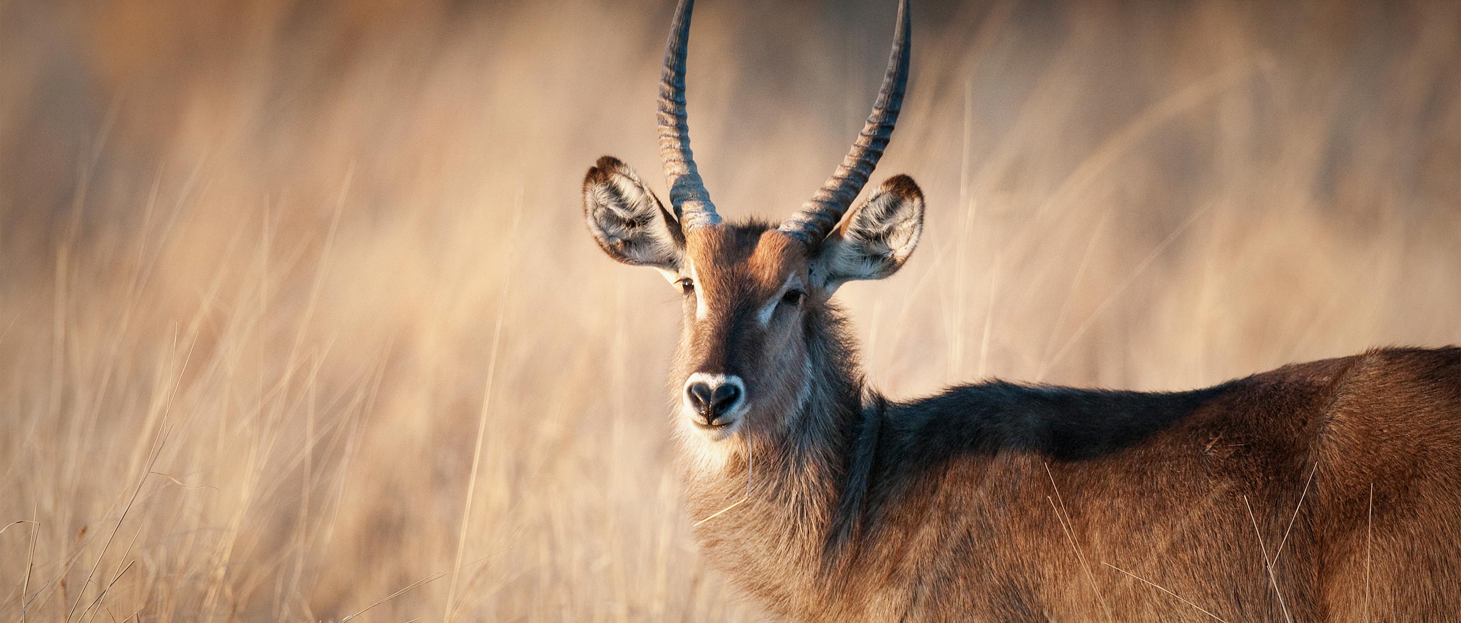 Waterbuck