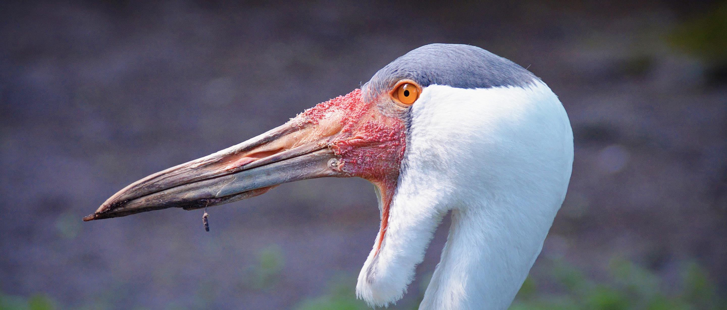 Wattled Crane