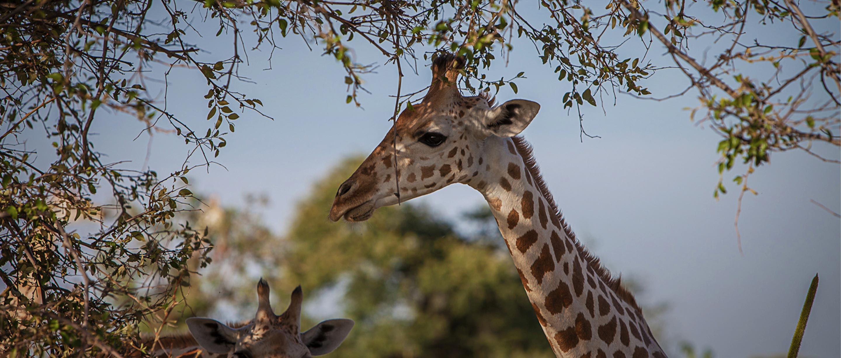 West African Giraffe