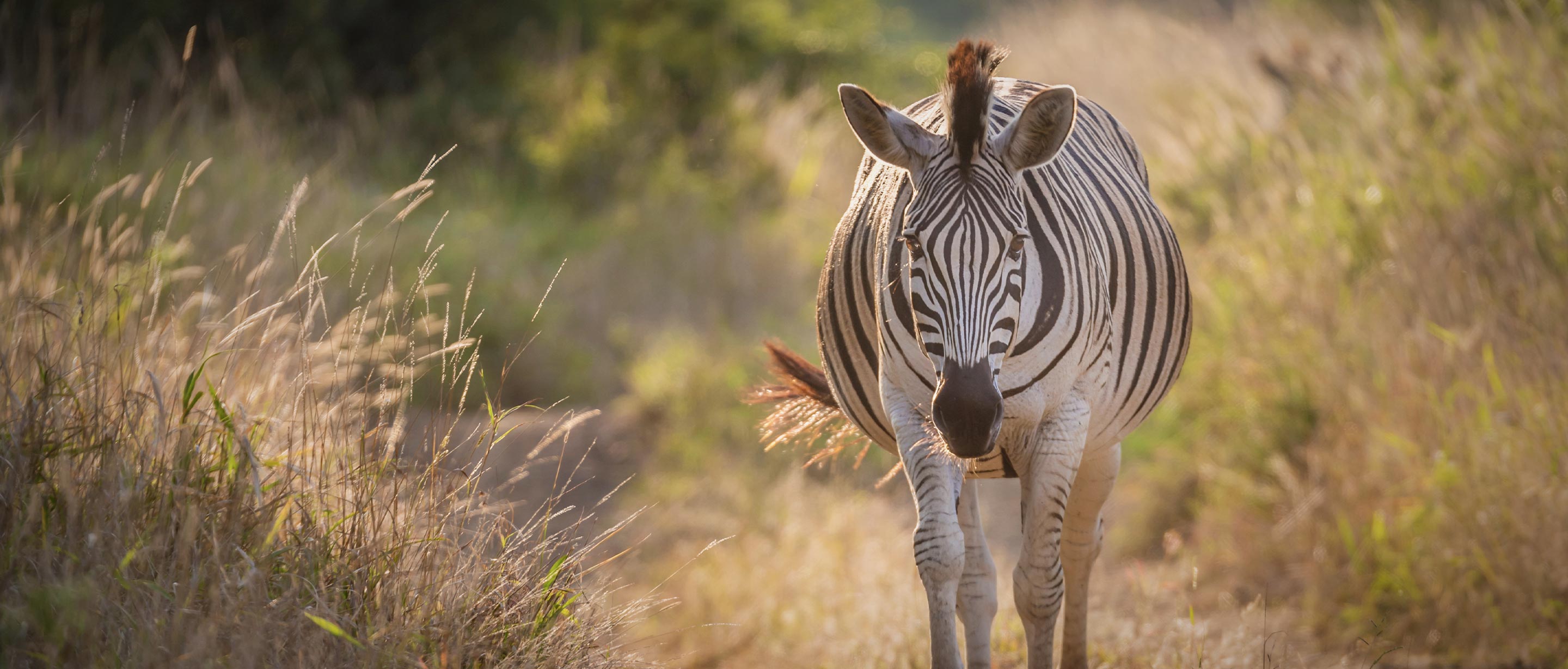 Zebra