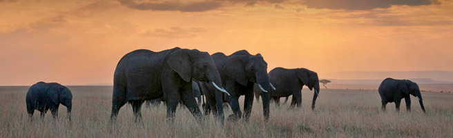 AWF Elephant and Clouds