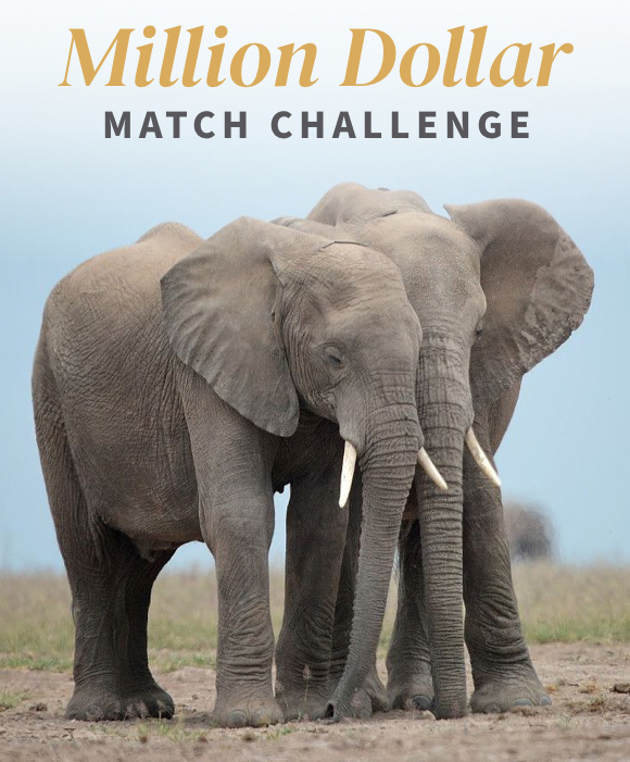 Million Dollar Match Challenge (Elephants)