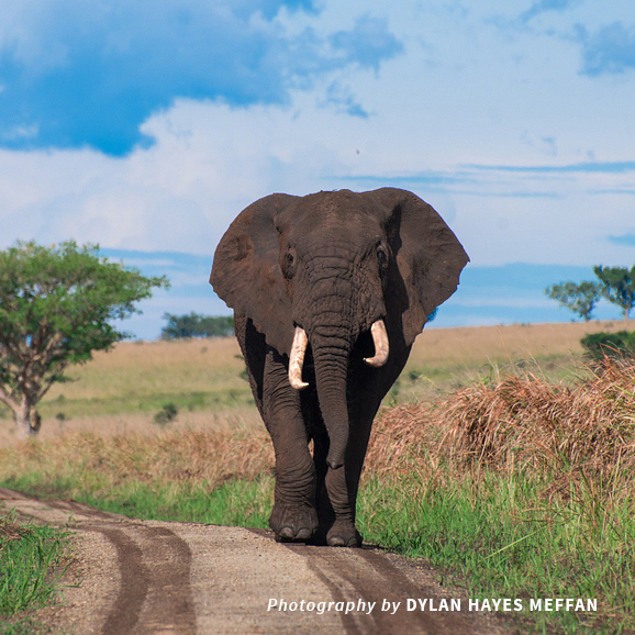 An elephant walks down a road.