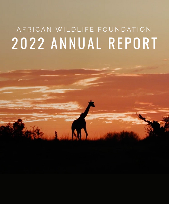 "2022 Annual Report" - Giraffe in front of sunset
