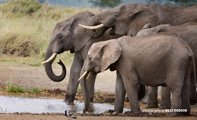 Photo of a small herd of elephants drinking water