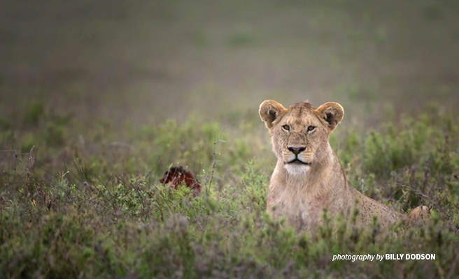 Lone African lion open savanna grassland