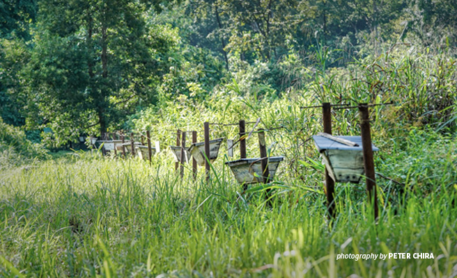 Beehive fence to minimize human-wildlife conflict