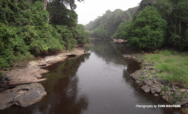 Photo of river flowing through Campo Ma'an National Park in Cameroon