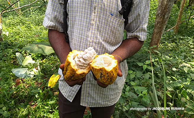 Photo of a man holiding a freshly picked cocoa fruit at a farm in Somalomo near Dja Faunal Reserve