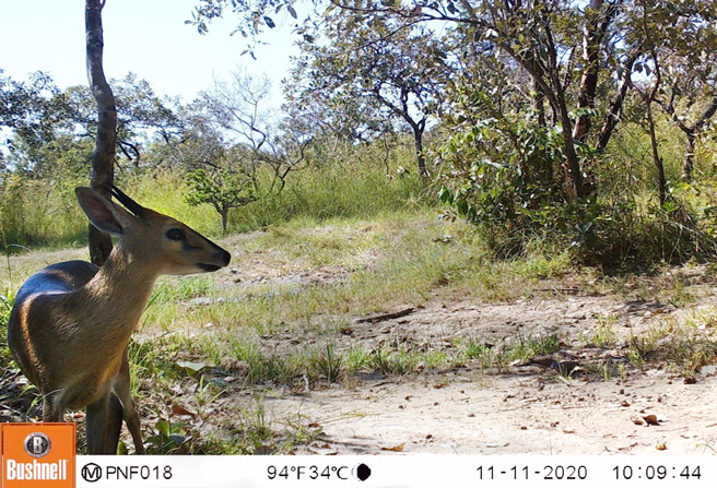 Camera trap image of common duiker in Faro National Park