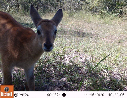 Camera trap image of defassa waterbuck in Faro National Park