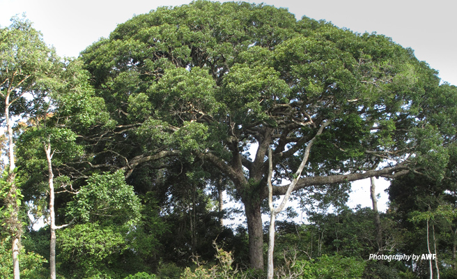 Photo of tall trees in Dja Biosphere Reserve in Cameroon