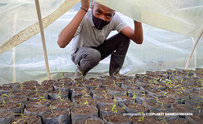 EcoPlanet Bamboo Rwanda Project Supervisor Jean Marie Habanabakize at nursery in Kinigi