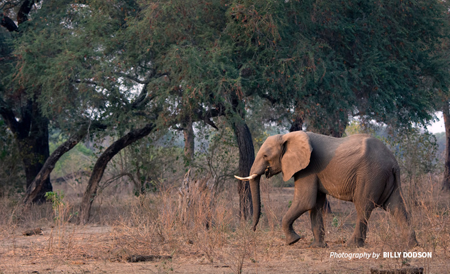 Adult elephant in dusty savannah grassland in Zimbabwe