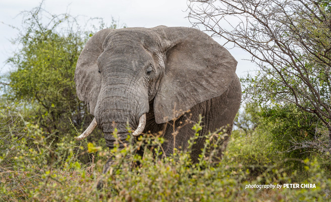 Elephant Conservation Anti-Poaching Manyara Ranch