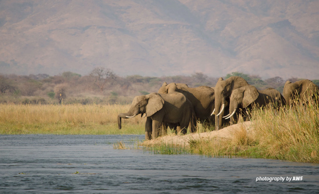Elephants drinking water in Mana Pools National Park