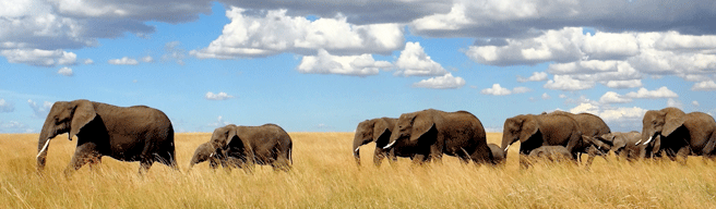 Elephants and Clouds