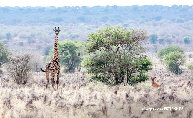 Photo of a single giraffe in dy Tsavo grassland