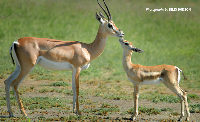 Photo of Grant's gazelle grazing in savannah grassland in Tanzania