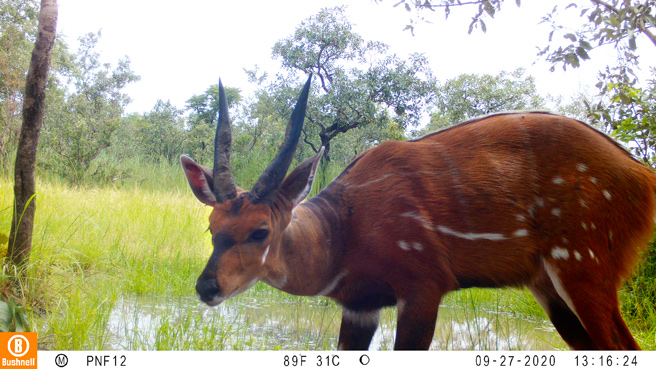 Camera trap image of harnessed bushbuck in Faro National Park
