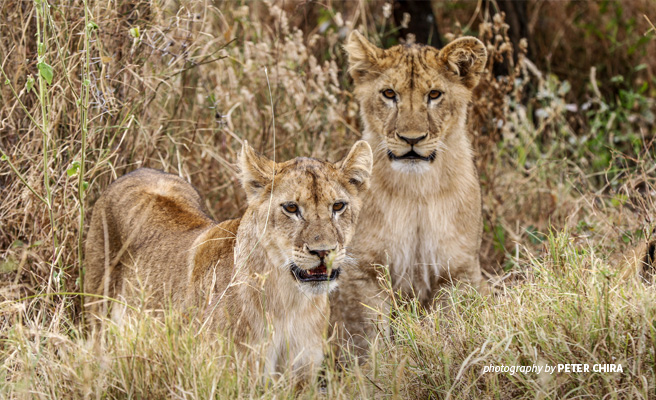 Human Predator Conflict Manyara Ranch