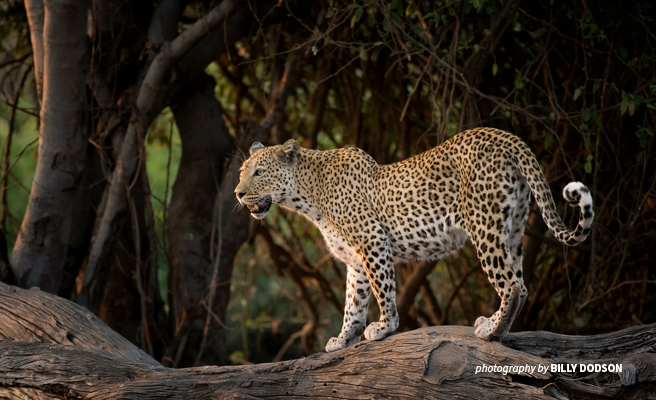 Photo of adult leopard standing on a low tree trunk