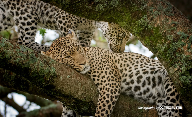 Photo of two leopards resting between tree branches