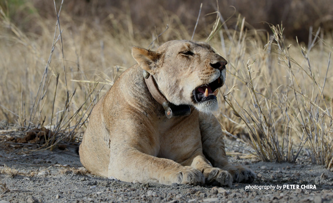 Radio-collared lion