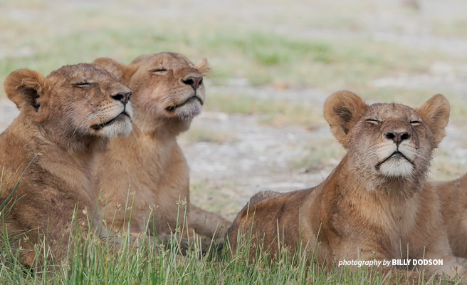 Lion cubs