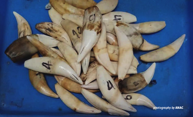 Photo of illegal lion teeth intercepted by AWF-trained detection canines in Mozambique