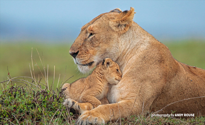 African lionness and cub nestling