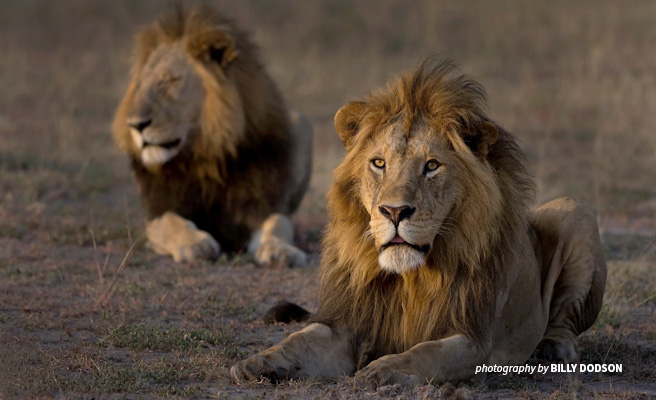 Pair of African lions in dusty grassland