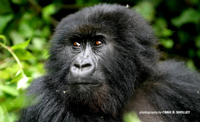 Close-up of mountain gorilla