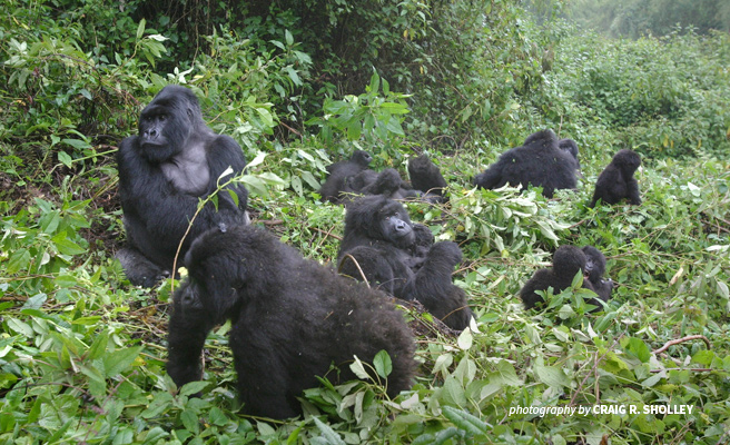 Photo of a mountain gorilla family in Rwanda