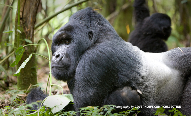 Silverback mountain gorilla in Volcanoes National Park in Rwanda