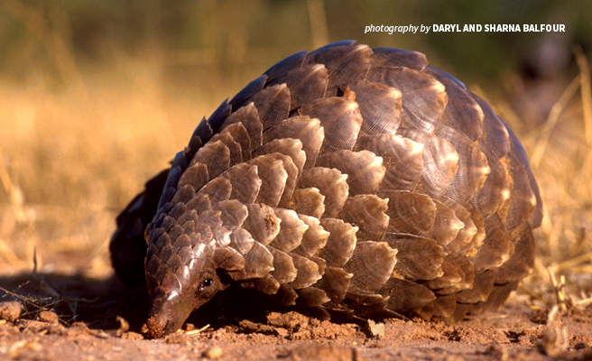 Pangolin Illegal Trafficking