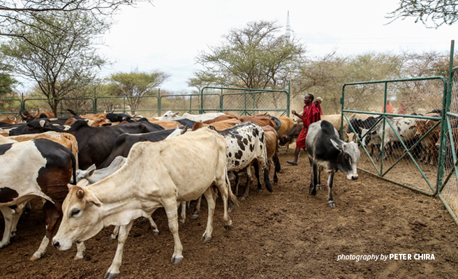 Predator Proof Boma Human Wildlife Conflict Manyara