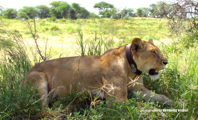 Photo of a radio-collared lionness in Manyara Ranch